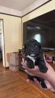 Female Puppy 3, a male Poodle - Miniature  and Bernedoodle for sale in Providence, RI – 3 of 6