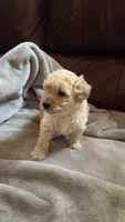 Female Puppy 2, a male Poodle - Miniature  and Bernedoodle for sale in Providence, RI – 2 of 10