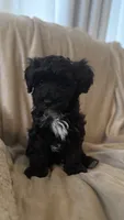 Female Puppy 1, a female Miniature Bernedoodle for sale in Providence, RI – 1 of 4