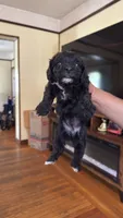 Female Puppy 3, a male Poodle - Miniature  and Bernedoodle for sale in Providence, RI – 5 of 6