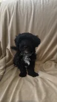 Female Puppy 3, a female Poodle - Miniature  and Bernedoodle for sale in Providence, RI – 7 of 10
