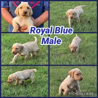 Royal Blue Male, a male Labrador Retriever for sale in Forney, TX – 1 of 1