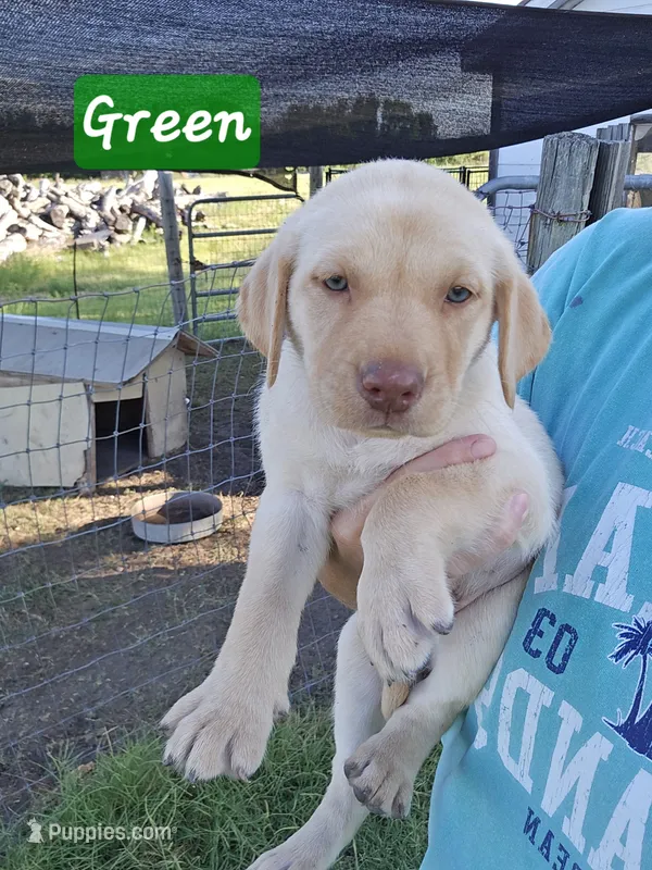 Green - Yellow Female – Labrador Retriever puppy for sale in Forney, TX