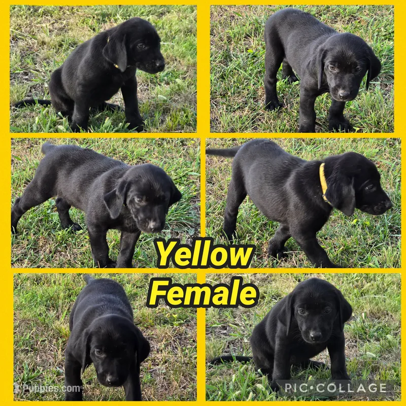 Yellow Female – Labrador Retriever puppy for sale in Forney, TX