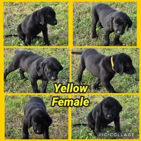 Yellow Female, a female Labrador Retriever for sale in Forney, TX – 1 of 1