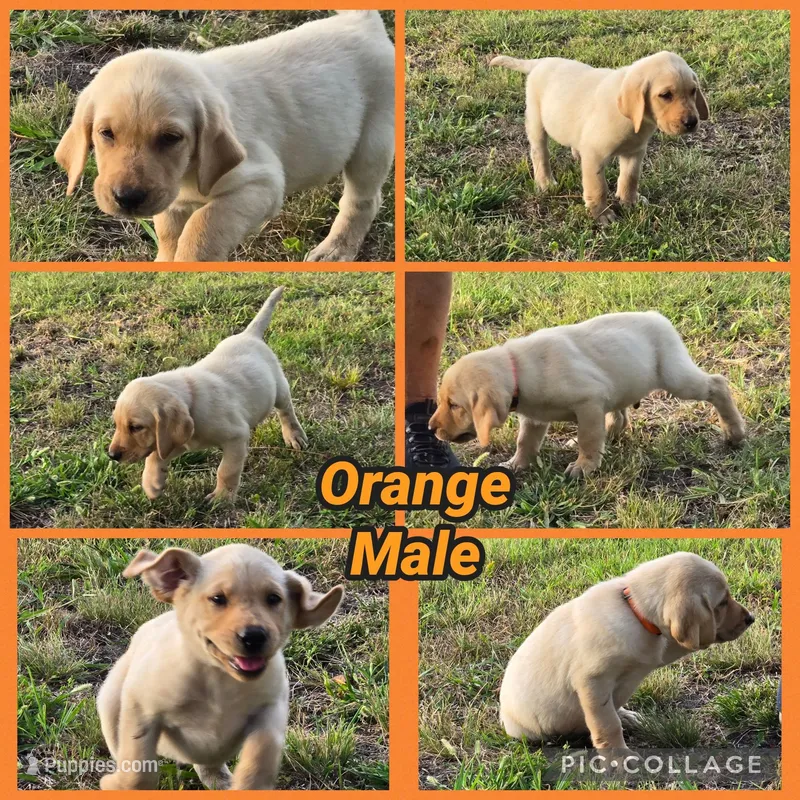 Orange Male – Labrador Retriever puppy for sale in Forney, TX