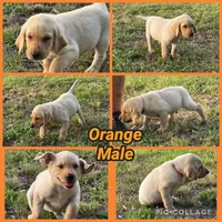 Orange Male, a male Labrador Retriever for sale in Forney, TX – 1 of 1