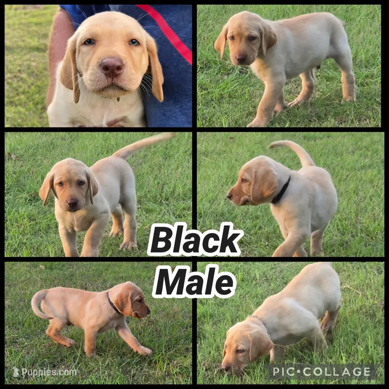 Black Male – Labrador Retriever puppy for sale in Forney, TX