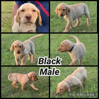 Black Male, a male Labrador Retriever for sale in Forney, TX – 1 of 1