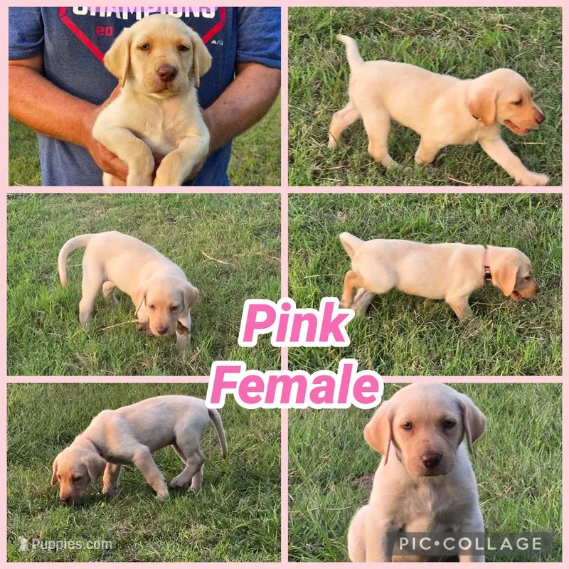 Pink Female – Labrador Retriever puppy for sale in Forney, TX