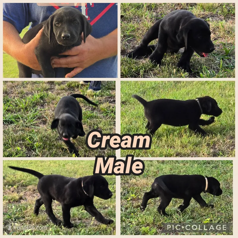 Cream Male – Labrador Retriever puppy for sale in Forney, TX