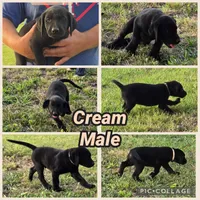 Cream Male, a male Labrador Retriever for sale in Forney, TX – 1 of 1