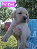 Hot Pink- Yellow Female, a female Labrador Retriever for sale in Forney, TX – 1 of 1