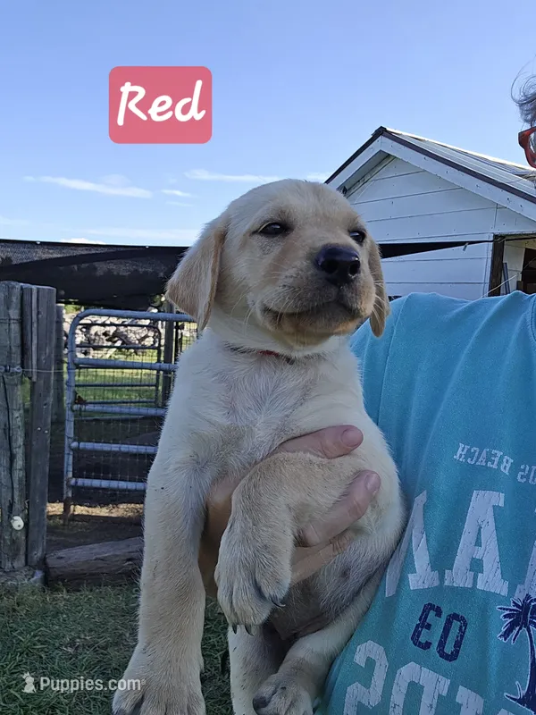 Red- Yellow Female – Labrador Retriever puppy for sale in Forney, TX