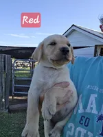 Red- Yellow Female, a female Labrador Retriever for sale in Forney, TX – 1 of 1