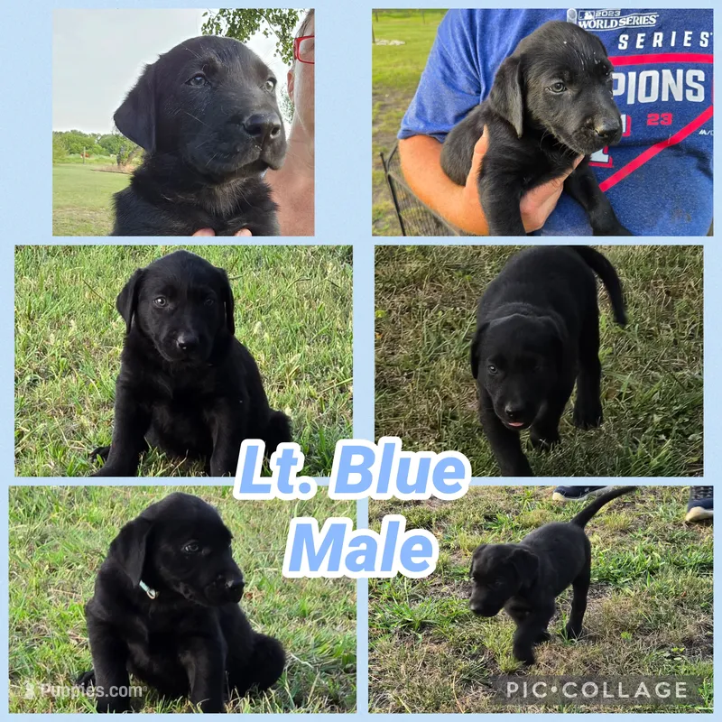 Lt. Blue Male – Labrador Retriever puppy for sale in Forney, TX