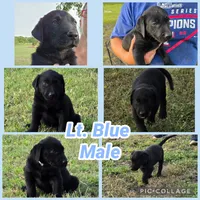 Lt. Blue Male, a male Labrador Retriever for sale in Forney, TX – 1 of 1