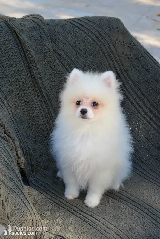 Baron  – Pomeranian puppy for sale in Matthews, NC