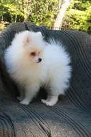Baron , a male Pomeranian for sale in Matthews, NC – 3 of 4