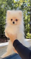 Teddy, jr, a male Pomeranian for sale in Matthews, NC – 6 of 6