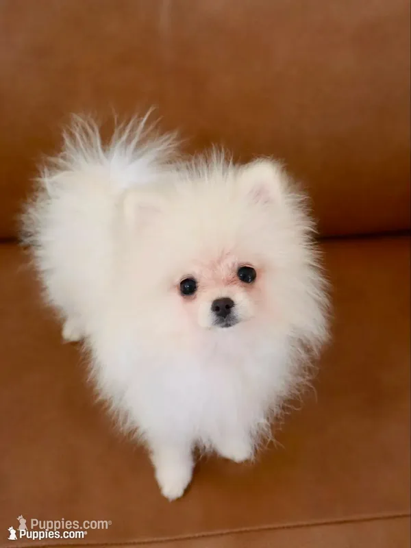 Teddy, jr – Pomeranian puppy for sale in Matthews, NC