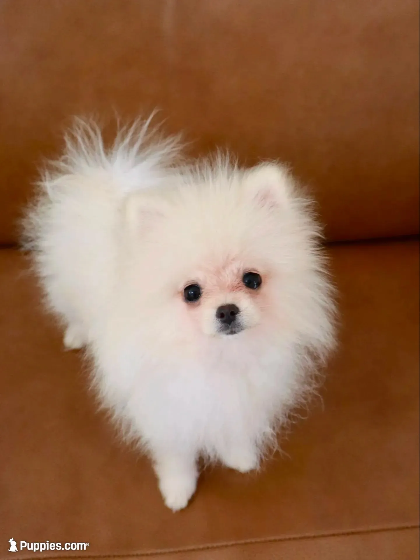 Teddy, jr, a male Pomeranian for sale in Matthews, NC – 1 of 6