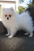 Baron , a male Pomeranian for sale in Matthews, NC – 4 of 4