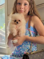 Teddy, jr, a male Pomeranian for sale in Matthews, NC – 5 of 6