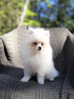 Armani , a male Pomeranian for sale in Matthews, NC – 5 of 5