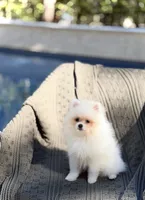 Armani , a male Pomeranian for sale in Matthews, NC – 4 of 5
