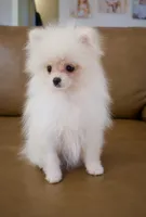 Teddy, jr, a male Pomeranian for sale in Matthews, NC – 3 of 6