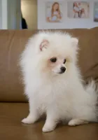 Armani , a male Pomeranian for sale in Matthews, NC – 2 of 5
