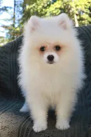 Baron , a male Pomeranian for sale in Matthews, NC – 2 of 4