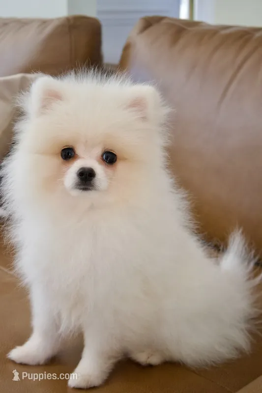 Armani  – Pomeranian puppy for sale in Matthews, NC