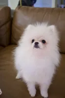 Teddy, jr, a male Pomeranian for sale in Matthews, NC – 2 of 6