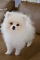 Armani , a male Pomeranian for sale in Matthews, NC – 3 of 5