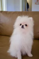 Teddy, jr, a male Pomeranian for sale in Matthews, NC – 4 of 6