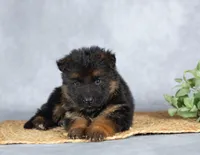 Barney, a male German Shepherd Dog for sale in Lykens, PA – Photo 2 of 2