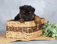 Barney, a male German Shepherd Dog for sale in Lykens, PA – Photo 1 of 2