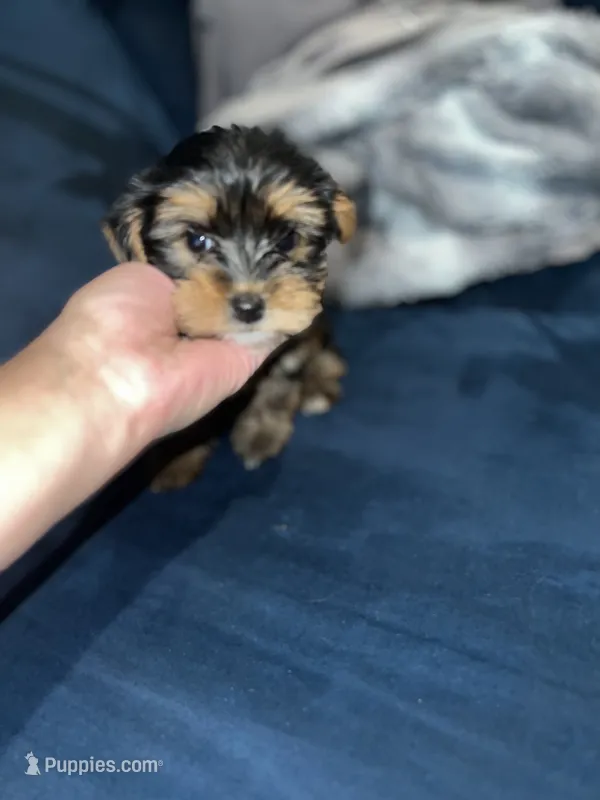 Tiny  – Yorkshire Terrier puppy for sale in Davenport, FL