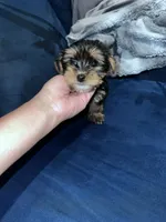 Tiny , a male Yorkshire Terrier for sale in Davenport, FL – 2 of 3
