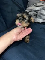 Tiny , a male Yorkshire Terrier for sale in Davenport, FL – 3 of 3