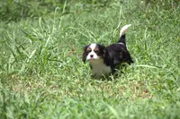 Cocina, a female Cavalier King Charles Spaniel for sale in Charlotte, NC – 5 of 6