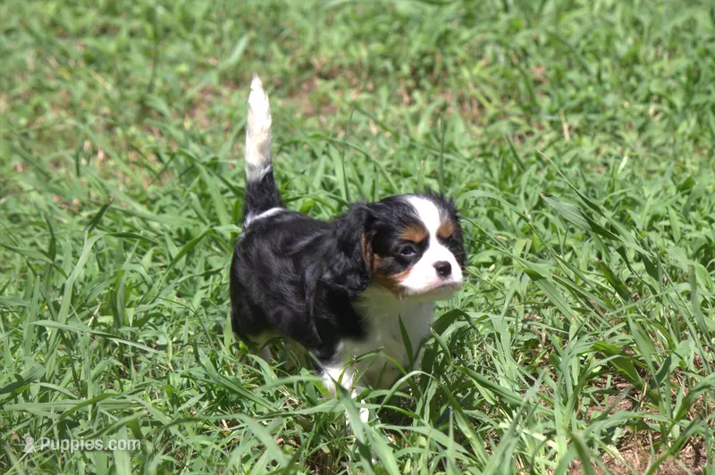 Cocina – Cavalier King Charles Spaniel puppy for sale in Charlotte, NC