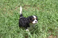 Cocina, a female Cavalier King Charles Spaniel for sale in Charlotte, NC – 1 of 6
