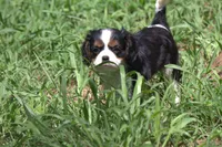 Cocina, a female Cavalier King Charles Spaniel for sale in Charlotte, NC – 2 of 6