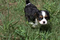 Cocina, a female Cavalier King Charles Spaniel for sale in Charlotte, NC – 6 of 6