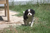 Cocina, a female Cavalier King Charles Spaniel for sale in Charlotte, NC – 3 of 6
