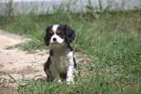 Cocina, a female Cavalier King Charles Spaniel for sale in Charlotte, NC – 4 of 6