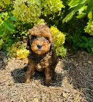 Chai, a male Poodle - Toy  for sale in Mcdonough, GA – 2 of 2